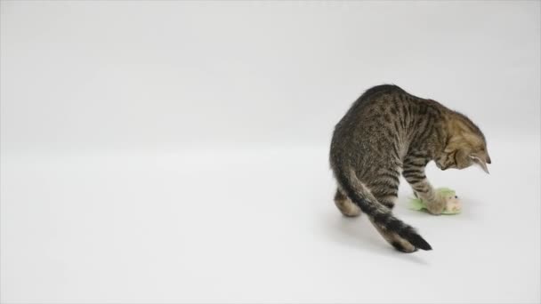 cat playing with toy on white background - Imágenes, Vídeo