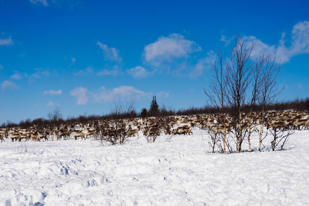 Стадо оленей на фоне заснеженного поля в солнечный день
 - Фото, изображение