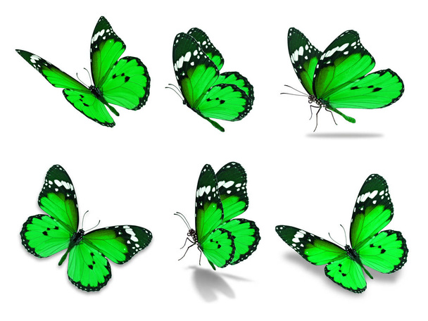 sześciu monarch butterfly - Zdjęcie, obraz