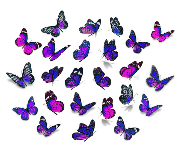 Grande set farfalla monarca
 - Foto, immagini