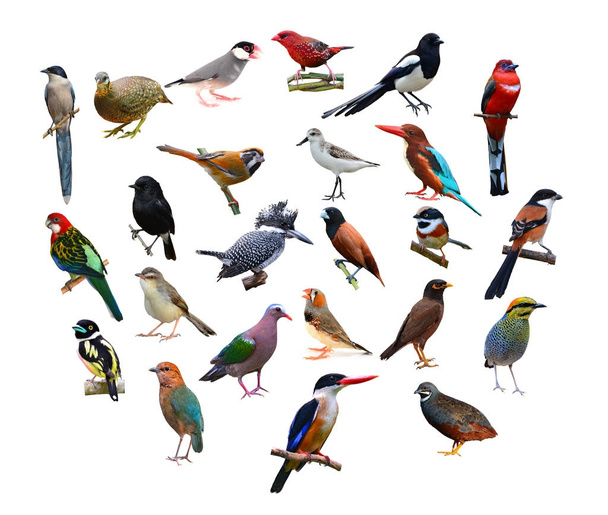 big set of birds - Фото, изображение
