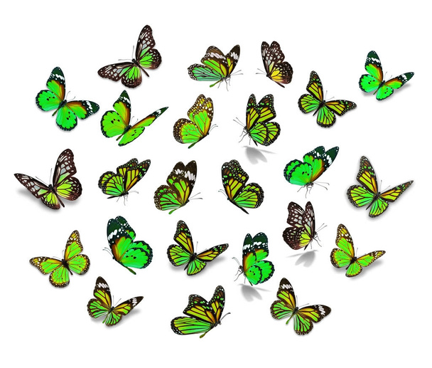 Nagy készlet uralkodó pillangó - Fotó, kép