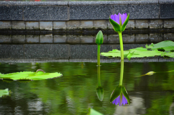 Фиолетовый лотос воды лилии в пруду
 - Фото, изображение