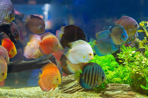 Discus (Symphysodon), multi-colored cichlids in the aquarium - Фото, изображение