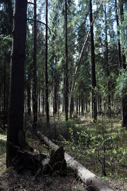 Pine forest. Depths of a forest. Journey through forest paths. T - Φωτογραφία, εικόνα