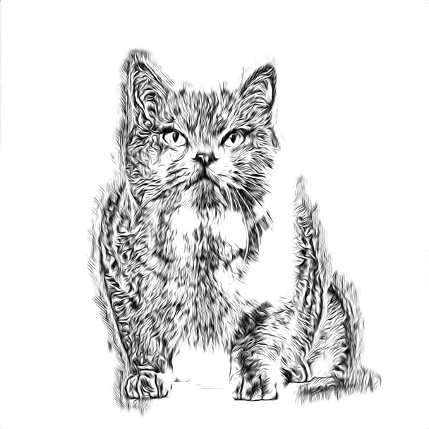 eine Skizze einer Katzenkunst-Illustration - Foto, Bild