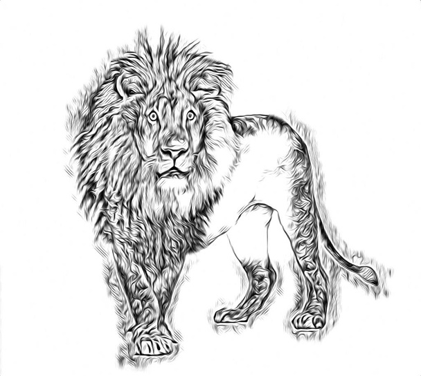 dibujo ilustración de arte de león
 - Foto, imagen