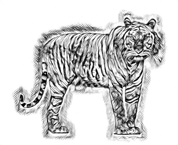 tiikeri taide kuvitus piirustus
 - Valokuva, kuva