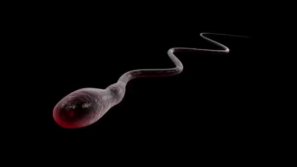 Plavání na vajíčko spermie - Záběry, video