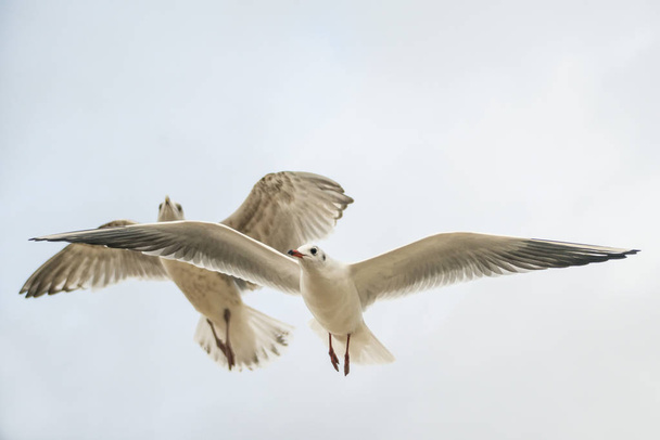 black headed gulls flying - Photo, Image
