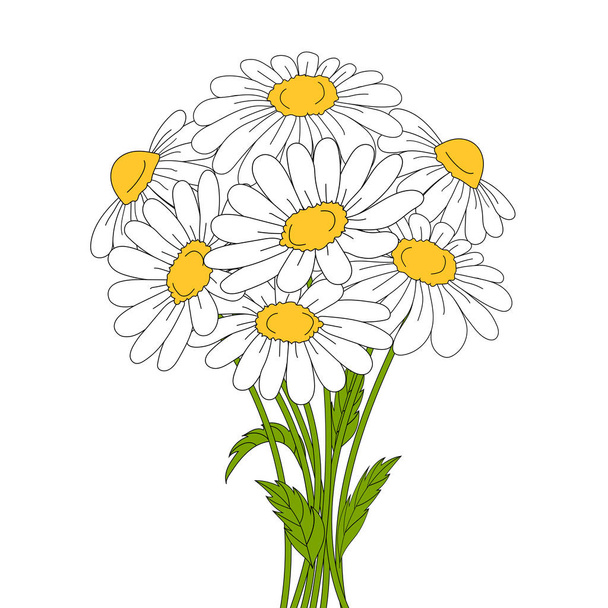 Beautiful daisies on white background. - Vector, Image