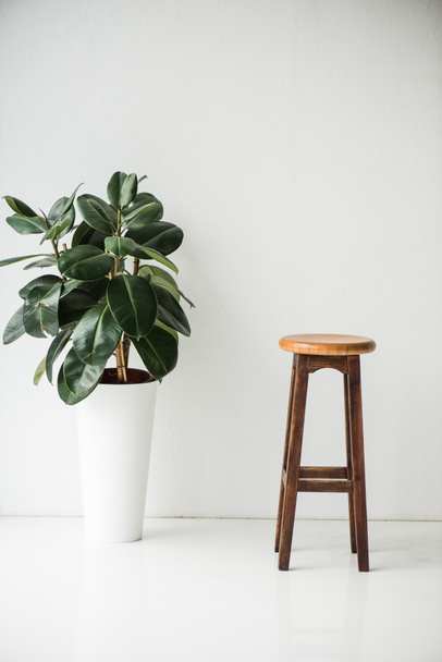 silla de madera y planta con hojas verdes sobre blanco
 - Foto, Imagen
