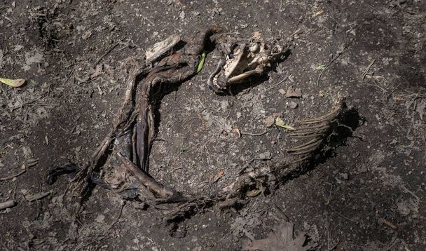 Dead animals skeleton on a ground in a park - Foto, immagini
