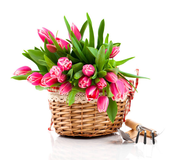 Red tulip flowers in a basket on a white background - Foto, imagen