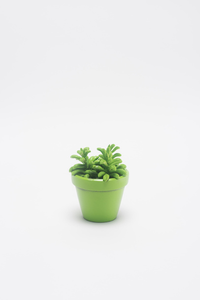 vista de perto da planta em vaso verde isolado em branco
 - Foto, Imagem