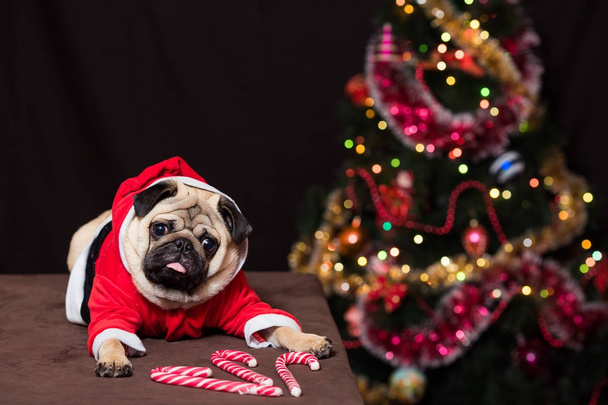 Grappige kerst pug met riet van het suikergoed zitten in Santa Claus costu - Foto, afbeelding