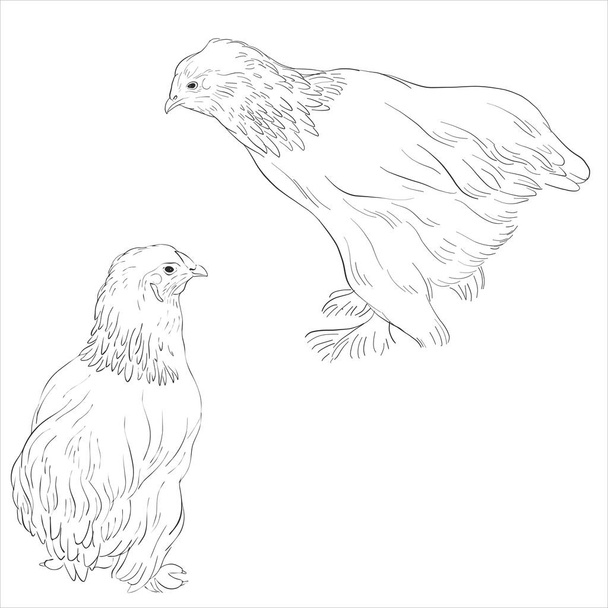 vector sketch of chickens - Vetor, Imagem