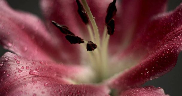pink lily on black background - Fotoğraf, Görsel