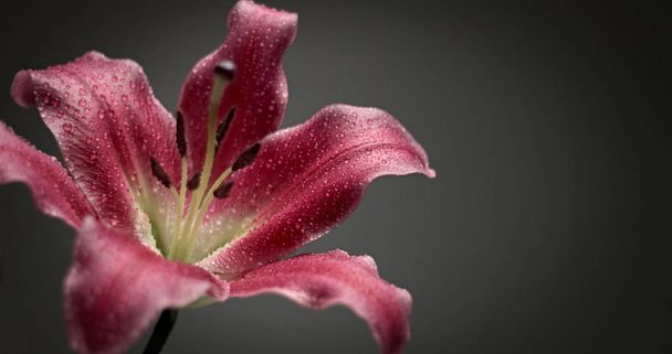 pink lily on black background - Zdjęcie, obraz
