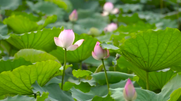 Nabídka růžové lotosů v rybníku, Čína - Záběry, video