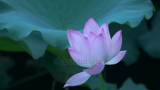 Lotosový květ v rybníku, Čína - Záběry, video