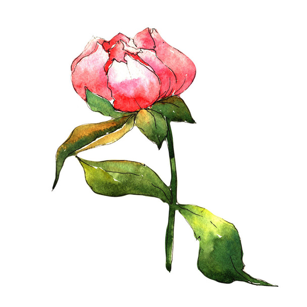 Wildflower peony flower in a watercolor style isolated. - Φωτογραφία, εικόνα