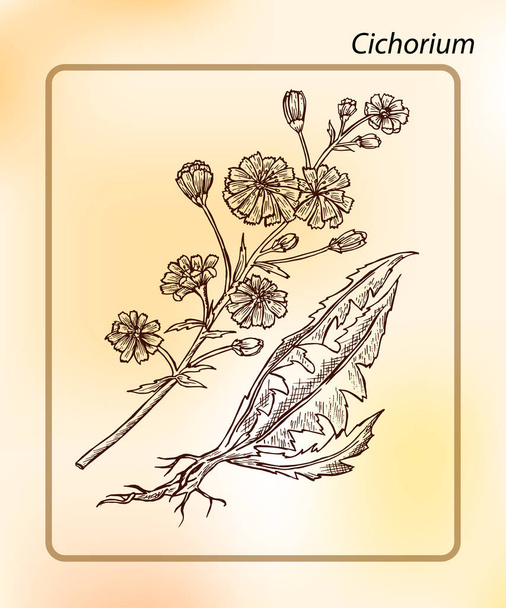 Κιχωρίου (Cichorium Intybus). Χέρι σκίτσο διάνυσμα εικονογράφηση. Σχεδίαση μελανιού - Διάνυσμα, εικόνα