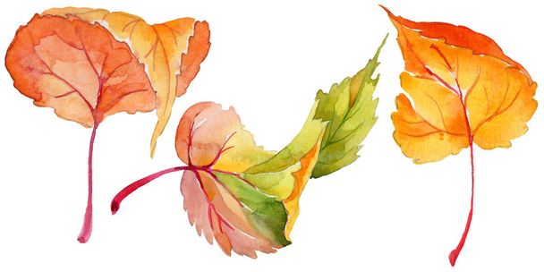 Φθινόπωρο φύλλα λεύκας σε χέρι στυλ υδροχρώματος απομονωμένες. - Φωτογραφία, εικόνα