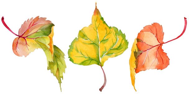 Hoja de álamo de otoño en un estilo de acuarela dibujado a mano aislado
. - Foto, imagen