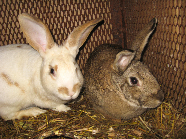 Une belle paire de lapins
 - Photo, image