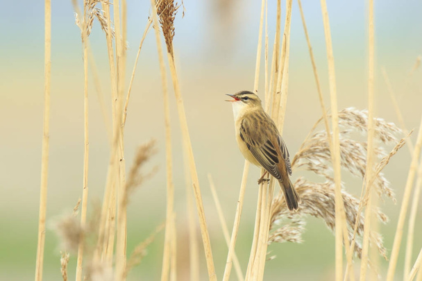Bird singing Springtime - Photo, Image