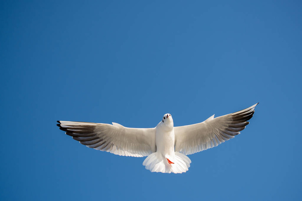 Single seagull flying in blue a sky - Zdjęcie, obraz