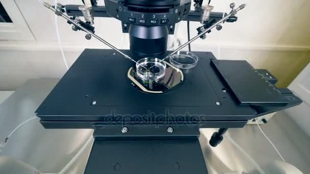 Placa Petri de pie dentro de un microscopio médico moderno
. - Metraje, vídeo