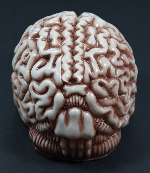 Modelo de un cerebro
 - Foto, imagen