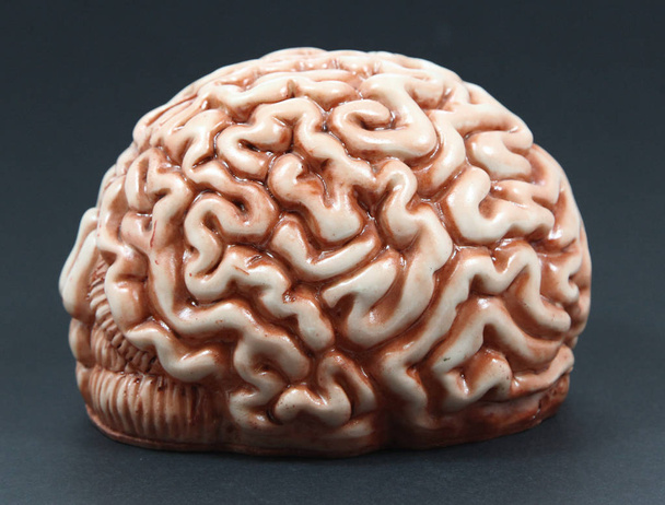 Model of a Brain - Photo, Image