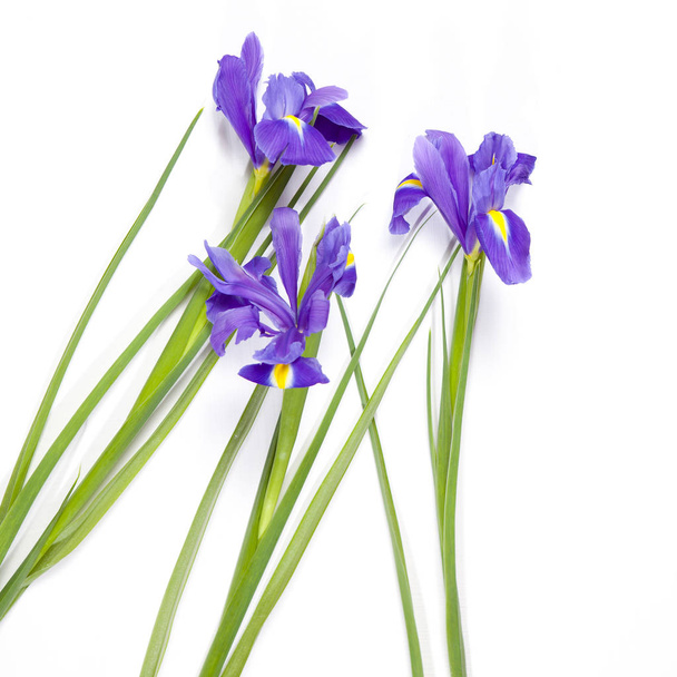 the Violet Irises xiphium (Bulbous iris, Iris sibirica) on white background with space for text. Top view, flat lay. Holiday greeting card for Valentine's Day, Woman's Day, Mother's Day, Easter! - Photo, Image