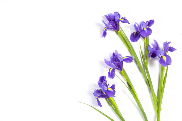 the Violet Irises xiphium (Bulbous iris, Iris sibirica) on white background with space for text. Top view, flat lay. Holiday greeting card for Valentine's Day, Woman's Day, Mother's Day, Easter! - Fotó, kép