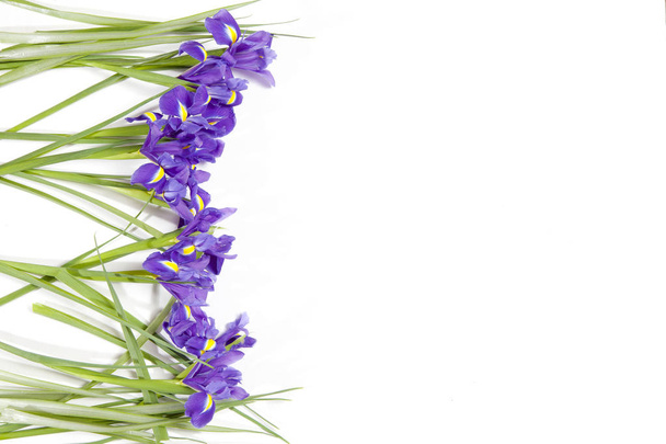 el iris violeta xiphium (Bulbous iris, Iris sibirica) sobre fondo blanco con espacio para el texto. Vista superior, cama plana. Tarjeta de felicitación para San Valentín, Día de la Mujer, Día de la Madre, Semana Santa
! - Foto, imagen