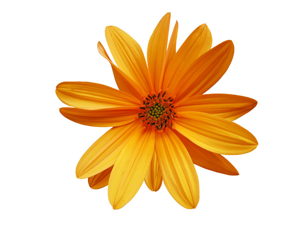Orange flower - Fotografie, Obrázek