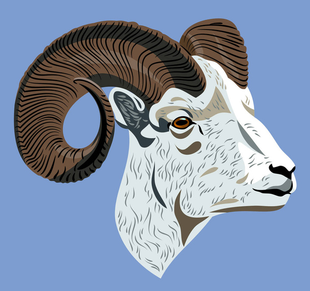 Retrato de un carnero de montaña con cuernos
 - Vector, imagen