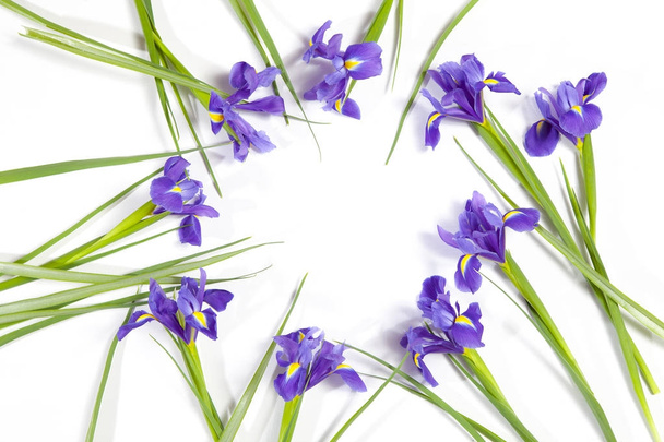 the Violet Irises xiphium (Bulbous iris, Iris sibirica) on white background with space for text. Top view, flat lay. Holiday greeting card for Valentine's Day, Woman's Day, Mother's Day, Easter! - Zdjęcie, obraz