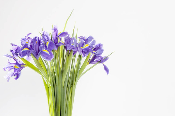 Holiday greeting card for Valentine's Day, Woman's Day, Mother's Day, Easter! Violet Irises xiphium in the vase - Photo, Image