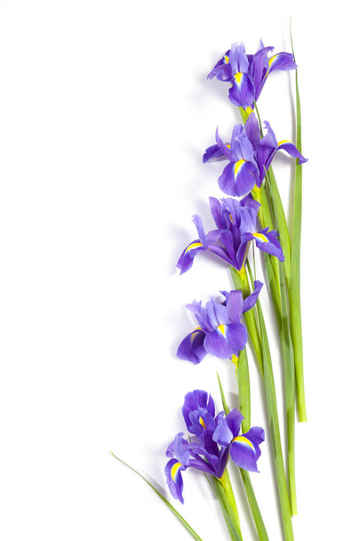 the Violet Irises xiphium (Bulbous iris, Iris sibirica) on white background with space for text. Top view, flat lay. Holiday greeting card for Valentine's Day, Woman's Day, Mother's Day, Easter! - Fotoğraf, Görsel