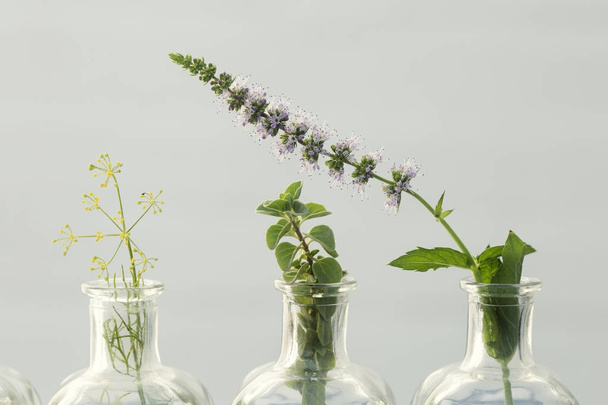 mint flower, mint, parsley flower and oregano in bottles of  oil - Foto, imagen