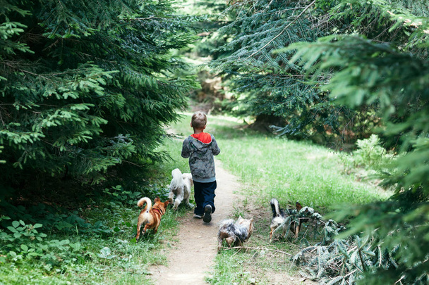 A little boy and four dogs walk along a path in the forest, a back view. child going through the woods with animals. Vacation, happy childhood  - 写真・画像