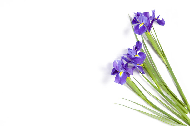 the Violet Irises xiphium (Bulbous iris, Iris sibirica) on white background with space for text. Top view, flat lay. Holiday greeting card for Valentine's Day, Woman's Day, Mother's Day, Easter! - Foto, Imagen