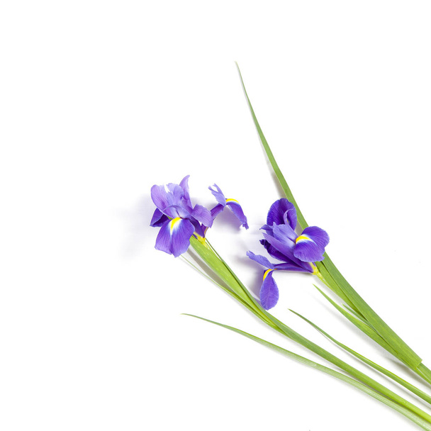 the Violet Irises xiphium (Bulbous iris, Iris sibirica) on white background with space for text. Top view, flat lay. Holiday greeting card for Valentine's Day, Woman's Day, Mother's Day, Easter! - Фото, зображення