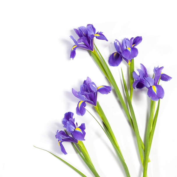 the Violet Irises xiphium (Bulbous iris, Iris sibirica) on white background with space for text. Top view, flat lay. Holiday greeting card for Valentine's Day, Woman's Day, Mother's Day, Easter! - Фото, зображення