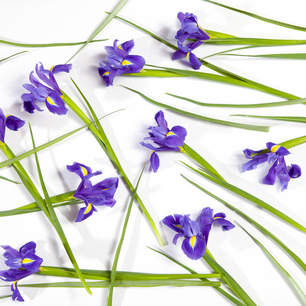 the Violet Irises xiphium (Bulbous iris, Iris sibirica) on white background with space for text. Top view, flat lay. Holiday greeting card for Valentine's Day, Woman's Day, Mother's Day, Easter! - 写真・画像