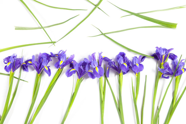 the Violet Irises xiphium (Bulbous iris, Iris sibirica) on white background with space for text. Top view, flat lay. Holiday greeting card for Valentine's Day, Woman's Day, Mother's Day, Easter! - Foto, immagini